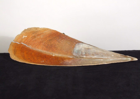 Sea shell
