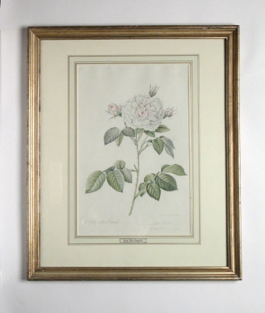 Rose: Alba Regalis 647709 | National Trust Collections