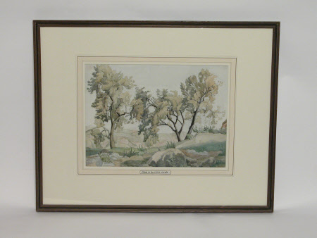 'Olive in Sierra Nevada'