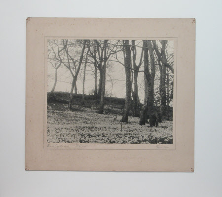 Photograph