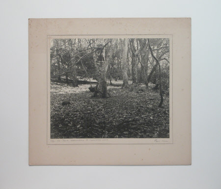 Photograph