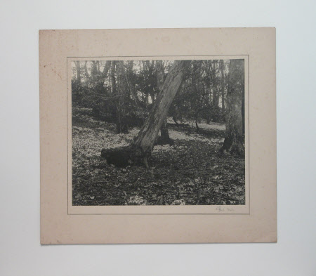 Photograph