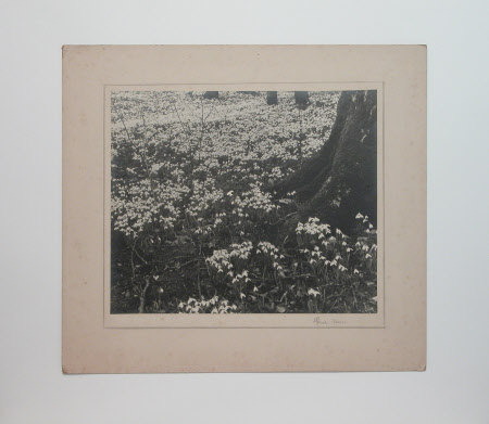 Photograph