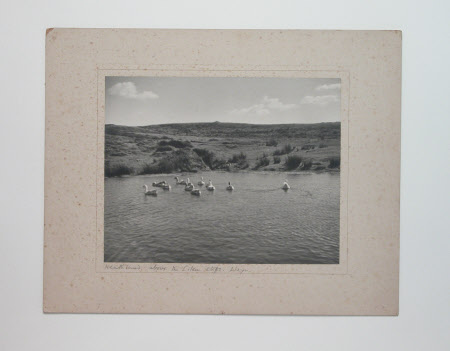 Photograph