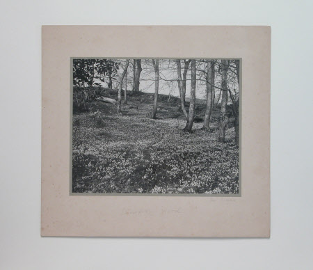 Photograph