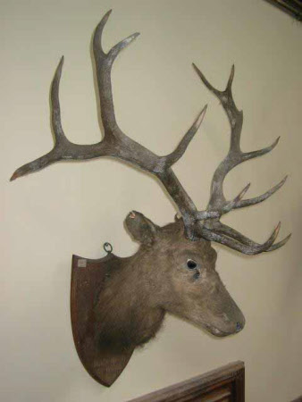 Deer head