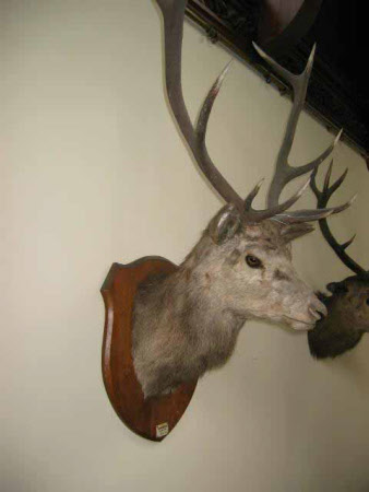Deer head