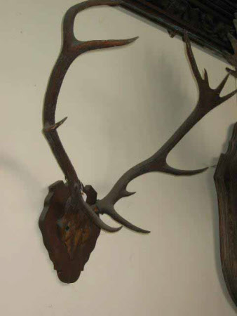 Antler