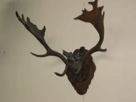 Fallow deer antler