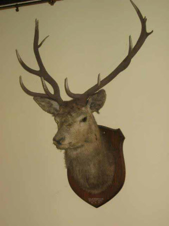 Deer head