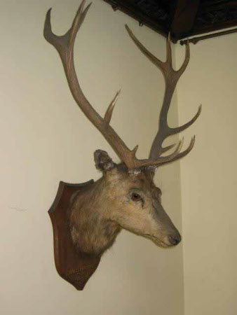 Deer head