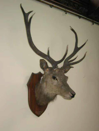 Deer head