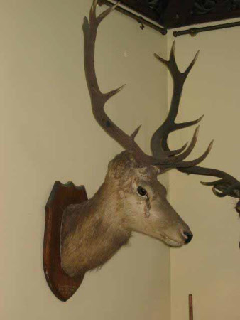 Deer head