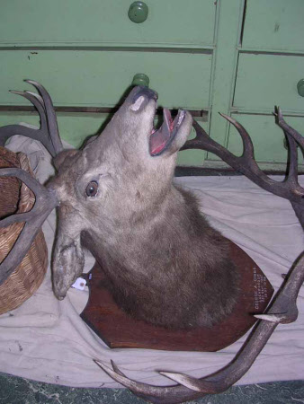 Deer head