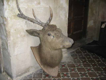 Deer head