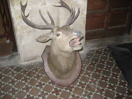 Deer head