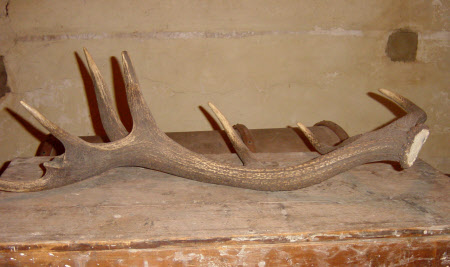 Antler