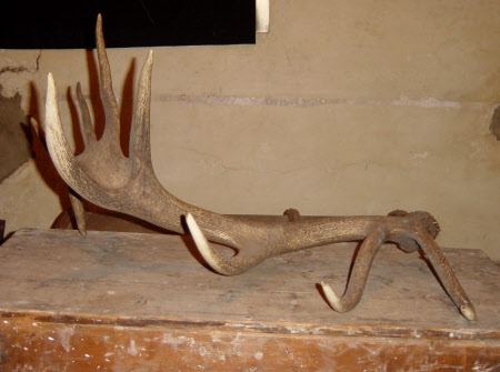 Antler