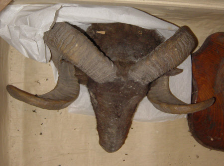 Ram