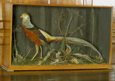 Golden pheasant