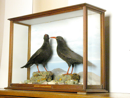 Chough