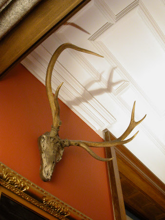 Red deer antler