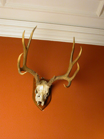 Red deer antler