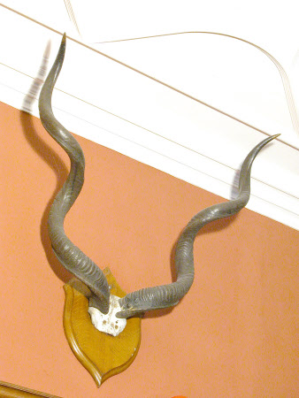 Kudu horn