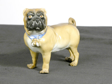 Pug dog
