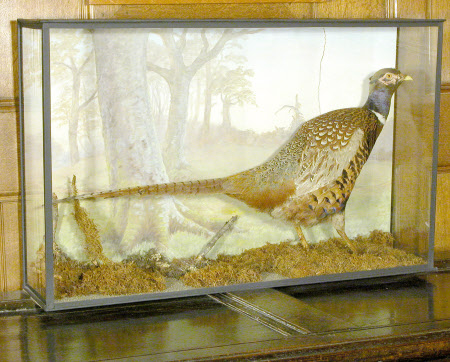 Pheasant