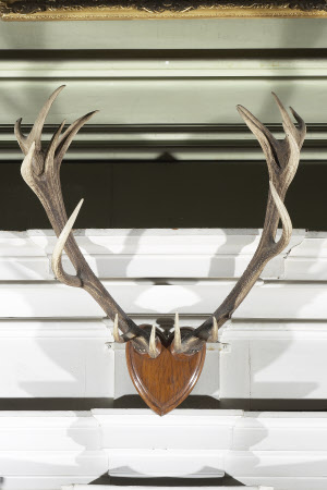 Red deer antler
