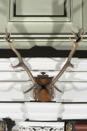 Red deer antler