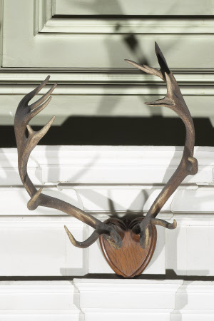 Red deer antler