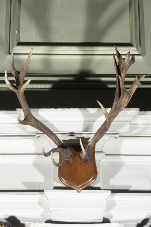 Red deer antler