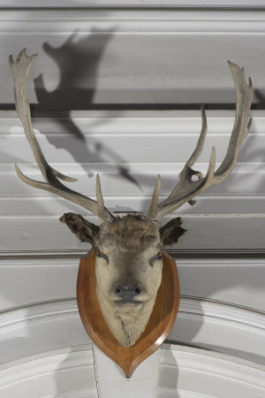 Fallow deer head