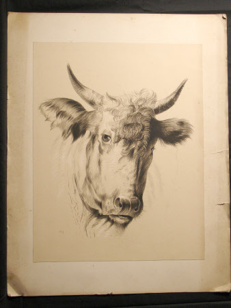 Bull's Head
