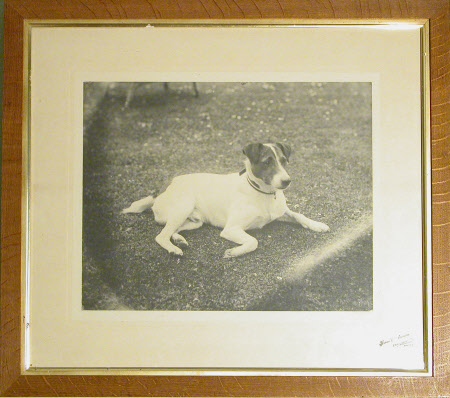 A pet terrier