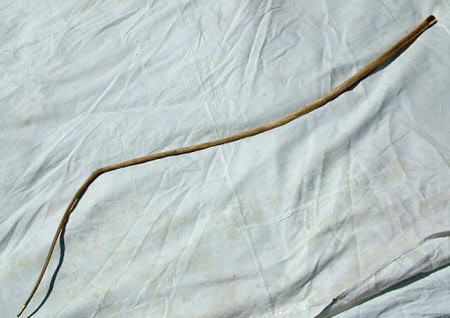 Hunting whip