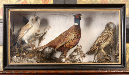 Taxidermy display