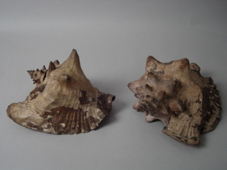 Sea shell