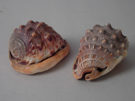 Cowrie shell