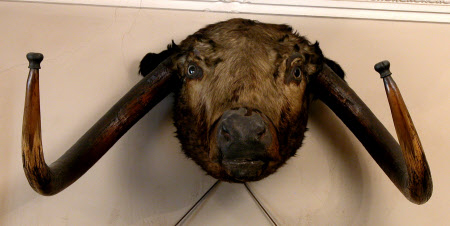 Longhorn head