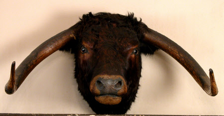 Longhorn head