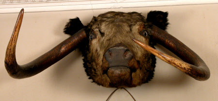 Longhorn head