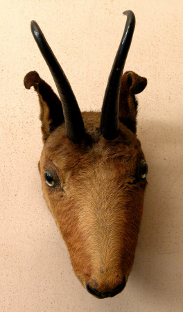 Deer head