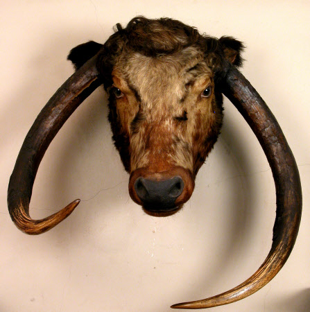 Longhorn head