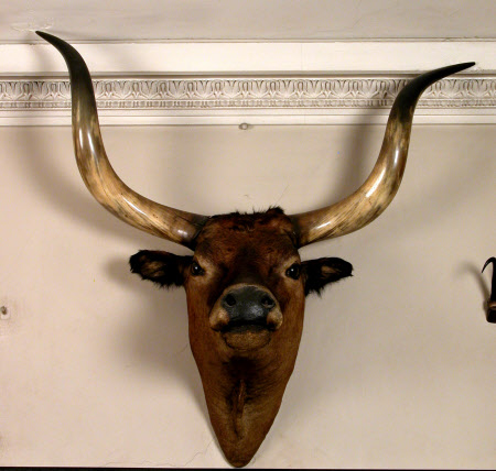 Longhorn head