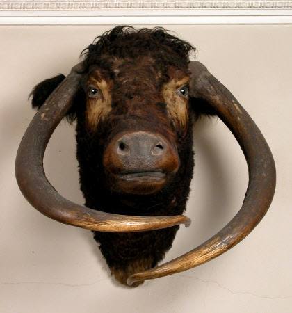 Longhorn head
