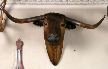 Longhorn head