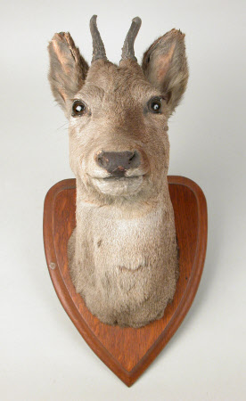 European roe deer head